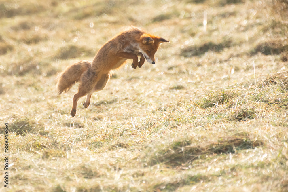 Fototapeta premium Fuchs maust in gemähter Wiese