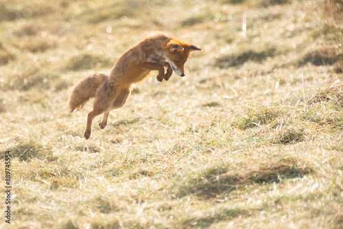 Fuchs maust in gemähter Wiese photo