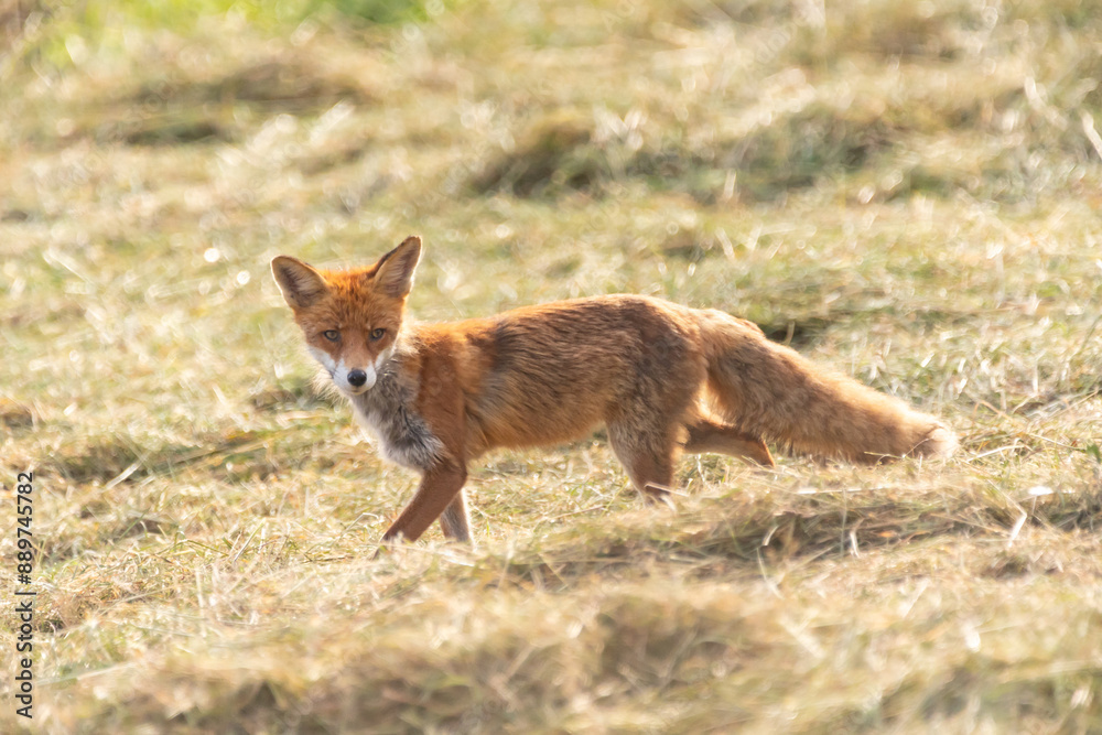 Fuchs maust in gemähter Wiese Fuchs maust in gemähter Wiese