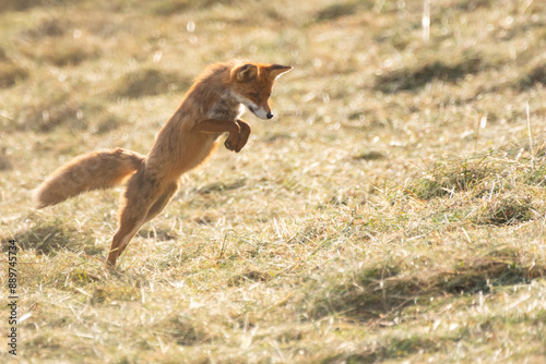 Fuchs maust in gemähter Wiese photo