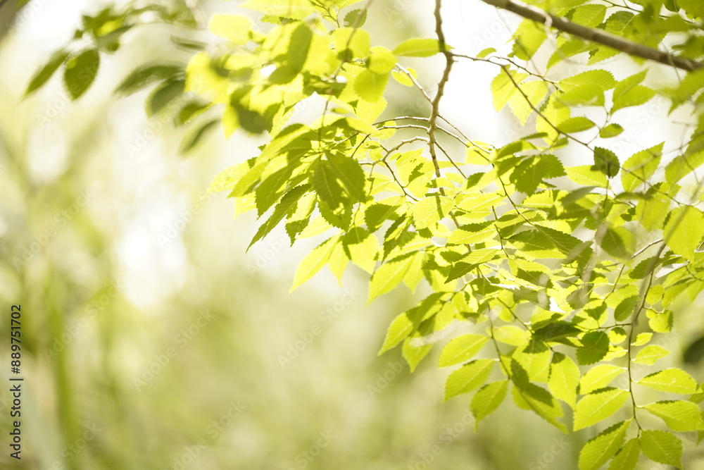 Obraz premium Hojas verdes de una rama de árbol en verano 