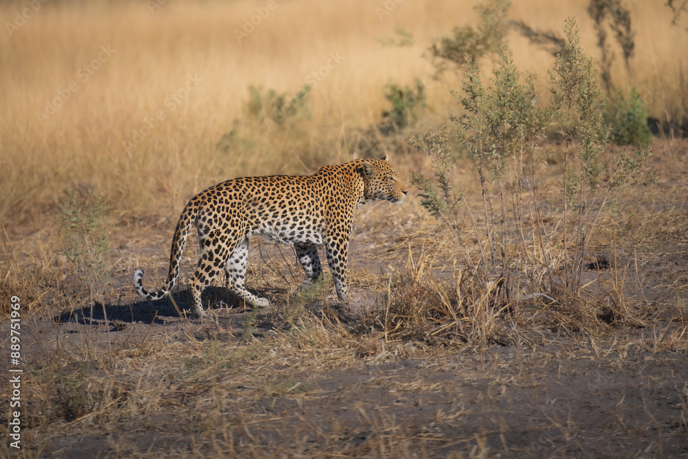 Africa wildlife. Panthera leopard, Panthera pardus, levhart, predator native Africa, Botswana. Wildlife, typical environment of leopard subspecies. On the rock. National park Moremi, Okavango, Kwai.
Africa wildlife. Panthera leopard, Panthera pardus, levhart, predator native Africa, Botswana. Wildlife, typical environment of leopard subspecies. On the rock. National park Moremi, Okavango, Kwai.