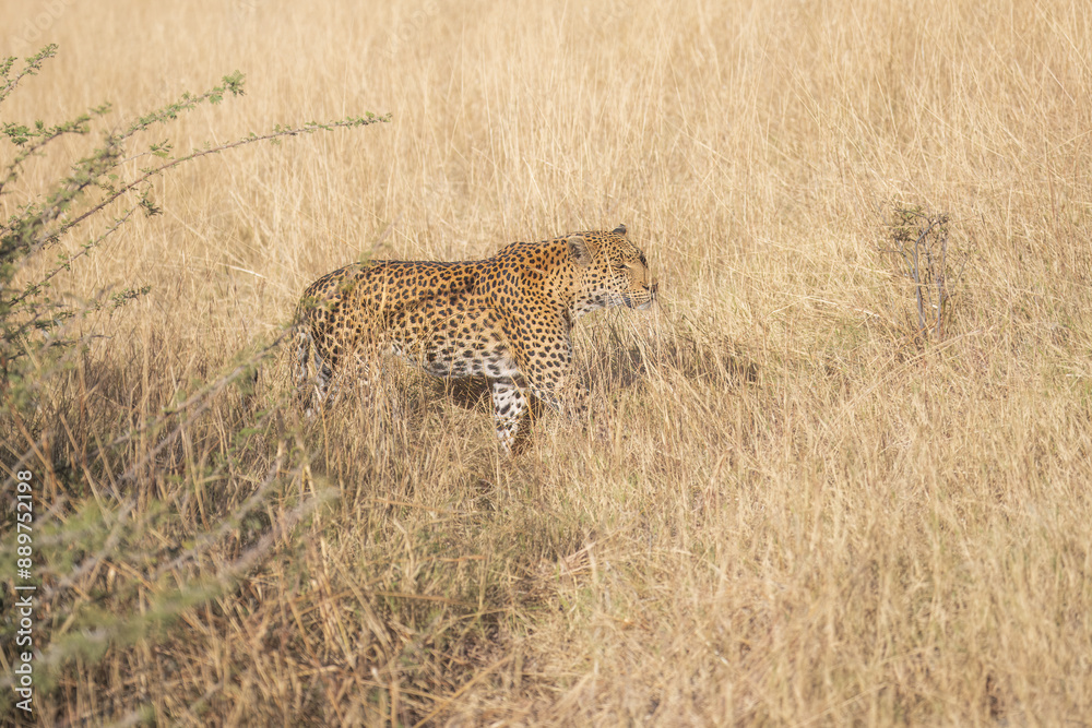 Naklejka premium Africa wildlife. Panthera leopard, Panthera pardus, levhart, predator native Africa, Botswana. Wildlife, typical environment of leopard subspecies. On the rock. National park Moremi, Okavango, Kwai. 