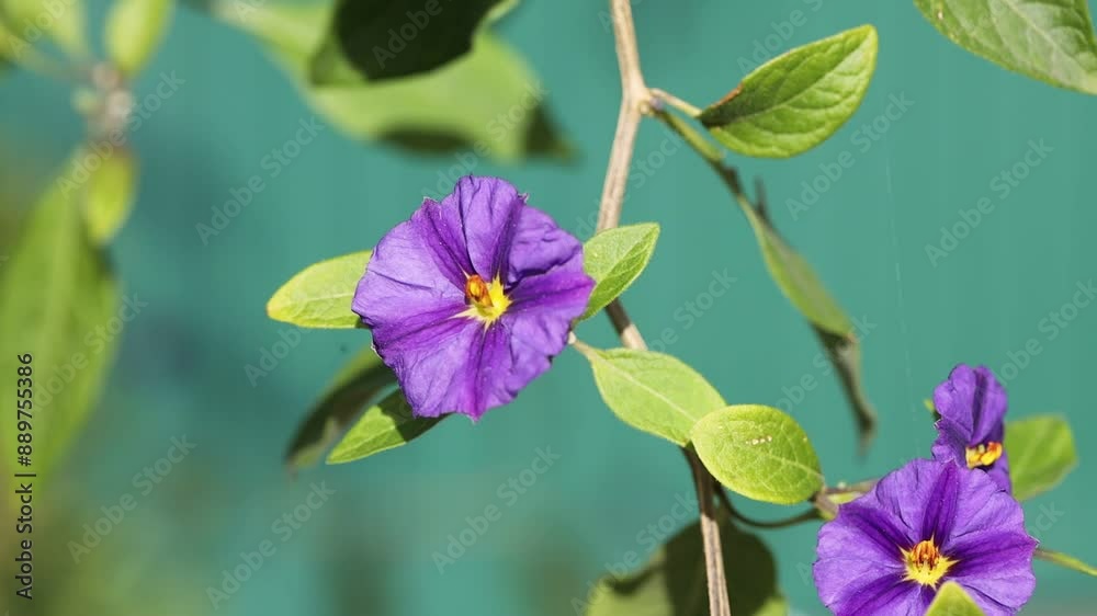 A bush covered in purple flowers moving in the wind. Mp4 video clip.