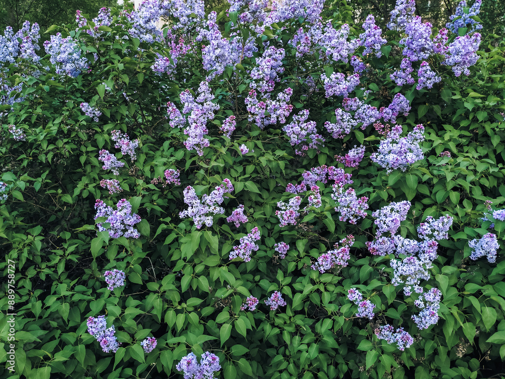 Fototapeta premium Blooming lilac bush. Spring concept of wildlife and freshness. The aroma and beauty of flowers.