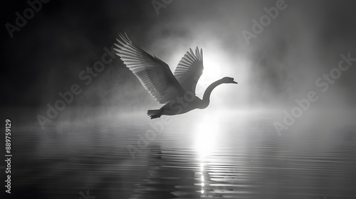 Fototapeta Naklejka Na Ścianę i Meble -  A black and white photo of a swan flying with misty and dreamy background