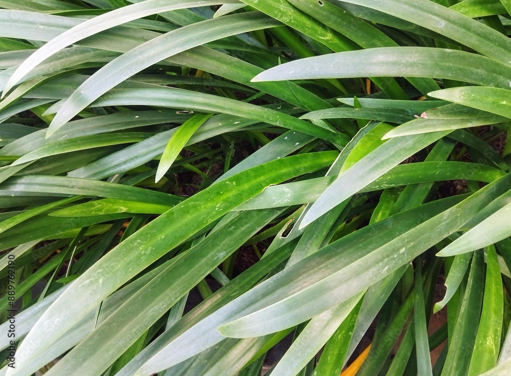 close up of green leaves close up of green leaves