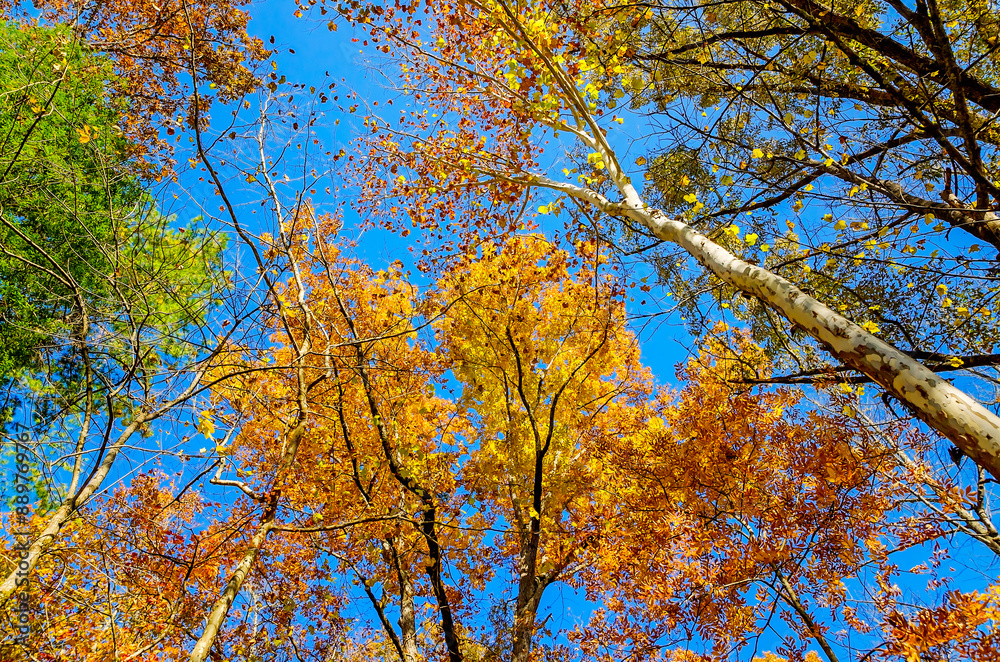 Low angle looking up at trees and fall foliage in Cades Cove at Great Smoky Mountains National Park in Tennessee Low angle looking up at trees and fall foliage in Cades Cove at Great Smoky Mountains National Park in Tennessee