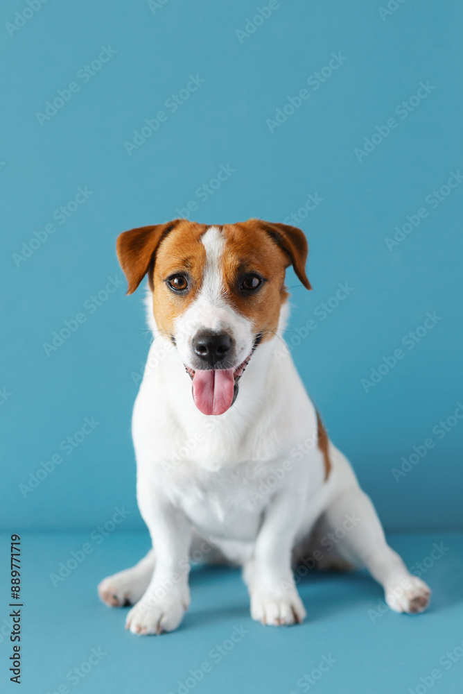 Portrait of cute Jack Russell Terrier dog with his tongue out isolated on blue pastel background. Hot weather and water balance concept Portrait of cute Jack Russell Terrier dog with his tongue out isolated on blue pastel background. Hot weather and water balance concept