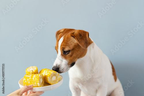 Female hands holding a plate of corn near the cute Jack Russell Terrier dog on blue pastel background. Corn as a product that dogs can eat. Dog food concept photo