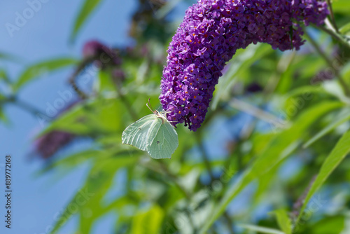 Common brimstone butterfly (Gonepteryx rhamni) perched on summer lilac in Zurich, Switzerland photo