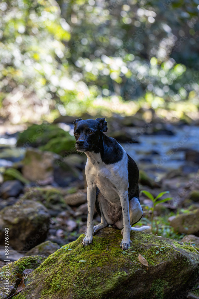 beautiful spring portrait of adorable Black Brazilian Terrier dog next to a river beautiful spring portrait of adorable Black Brazilian Terrier dog next to a river