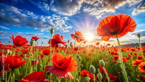 Vibrant red poppies in a field under the sunlight during springtime, nature, flowers, poppies, red, field, vibrant, bloom, spring