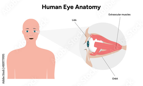 Human Eye Anatomy, medical diagram, Structure of human eye