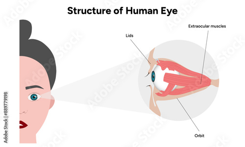 Human Eye Anatomy, medical diagram, Structure of human eye