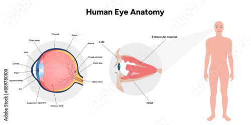 Human Eye Anatomy, medical diagram, Structure of human eye