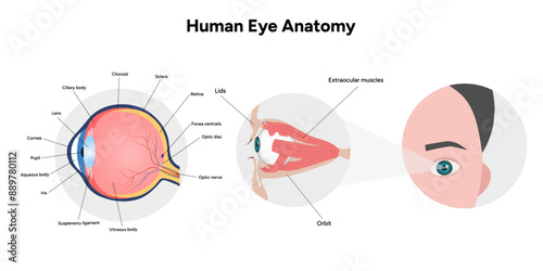 Human Eye Anatomy, medical diagram, Structure of human eye