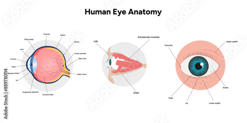 Human Eye Anatomy, medical diagram, Structure of human eye