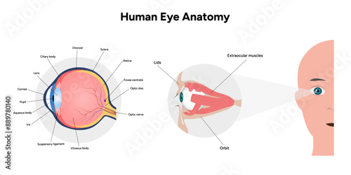 Human Eye Anatomy, medical diagram, Structure of human eye