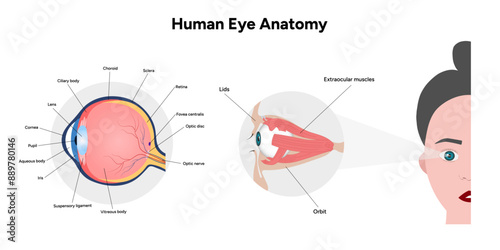 Human Eye Anatomy, medical diagram, Structure of human eye