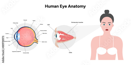 Human Eye Anatomy, medical diagram, Structure of human eye