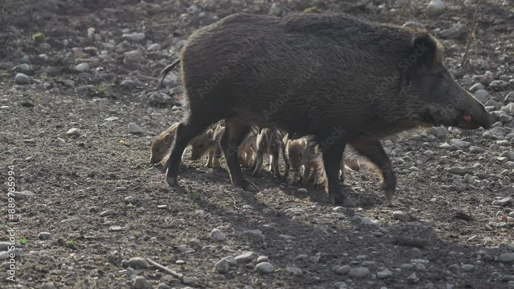 Female wild boar with her brood of children in wild. Mother and young boar babies. Sus scrofa. Bearded pigs Borneo family. Wild boar family mother and striped piglet. Wildlife. Active young boars. Female wild boar with her brood of children in wild. Mother and young boar babies. Sus scrofa. Bearded pigs Borneo family. Wild boar family mother and striped piglet. Wildlife. Active young boars.