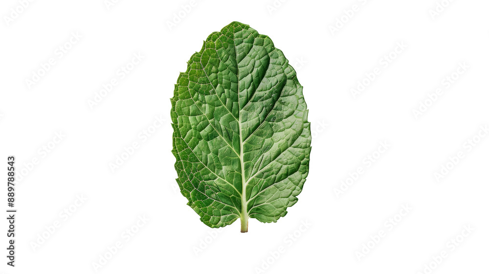 Close up of a green mint leaf isolated on transparent background Close up of a green mint leaf isolated on transparent background