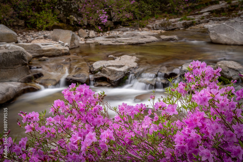 Long exposure and spring view of pink Azalea flowers against waterfalls on the rock at Wolseong Valley of Wolseong-ri near Geochang-gun, South Korea
 photo