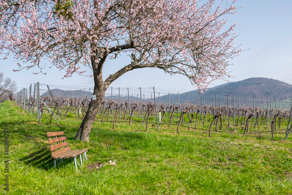 Frühling in der Südpfalz Frühling in der Südpfalz
