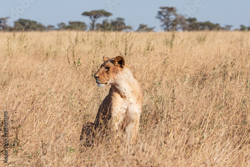 Foto A powerful lioness camouflages herself in tall grass while looking out for prey
