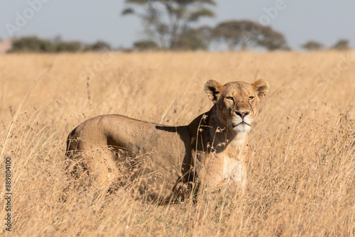 A majestic lioness walks through the tall grass in search of prey.
