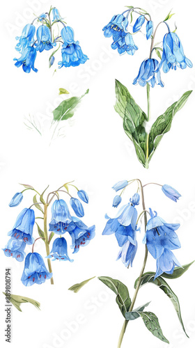 Watercolor Virginia Bluebell Mertensia On Transparent Background photo