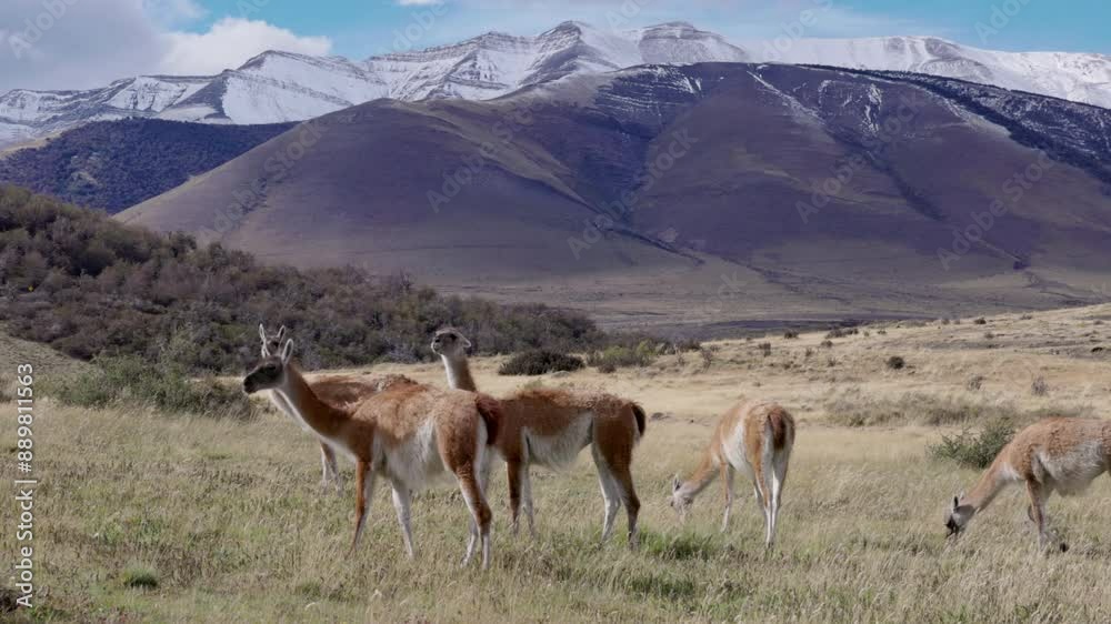 a group of three guanaco stop grazing and look at the camera while standing in front of snow covered mountains at torres del paine national park in patagonia, chile a group of three guanaco stop grazing and look at the camera while standing in front of snow covered mountains at torres del paine national park in patagonia, chile