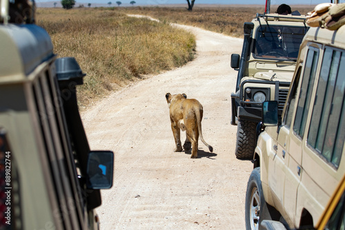Canvas Print A wild lioness walks on a sandy road with safari jeeps on either side