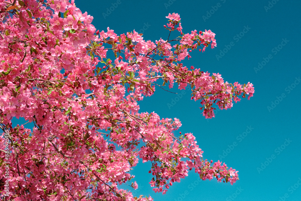 Naklejka premium Spring Blossoms