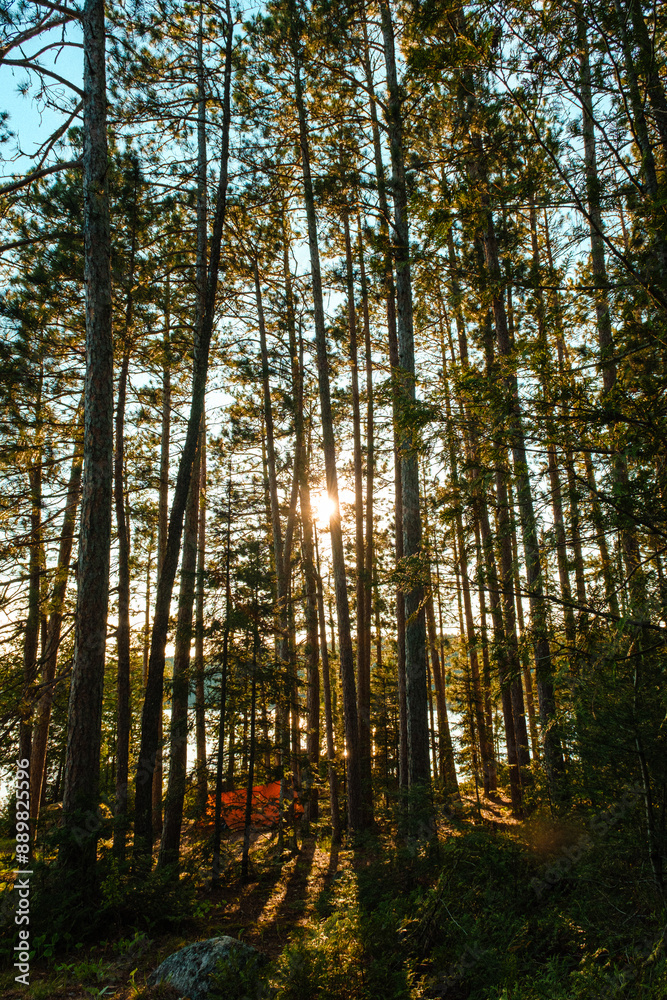 Obraz premium Through Tall Trees