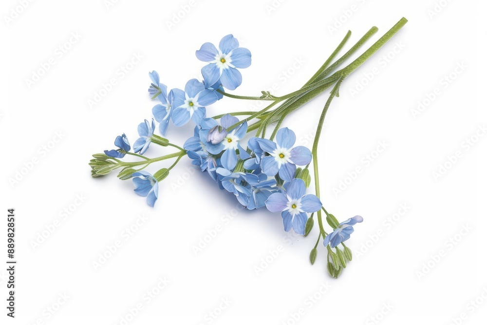 Naklejka premium A cluster of forgetmenots isolate on white background