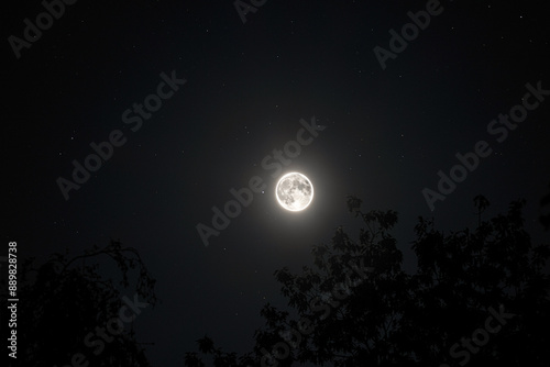 The full moon trough the trees