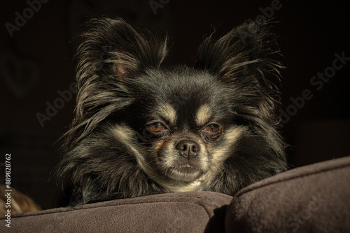 Sleepy dog on the couch
