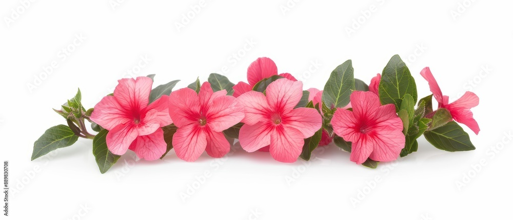 Obraz premium Bright impatiens flowers isolate on white background