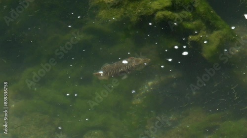 Cuttlefish swimming in shallow water among fish fry in a fishing harbor. Slow motion shot from above.