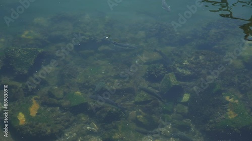 Shoal of mullet and sea bream swimming in shallow water at low tide in fishing harbor. Slow motion shot from above.
