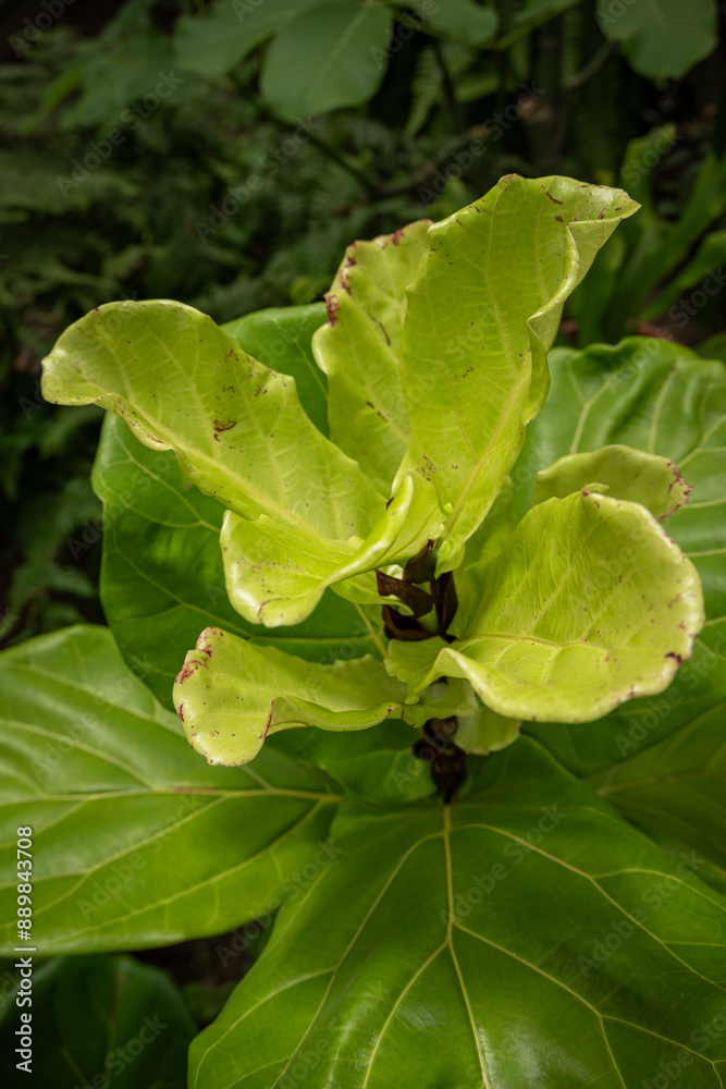 Detail of large leaves of ficus lyre. Detail of large leaves of ficus lyre.