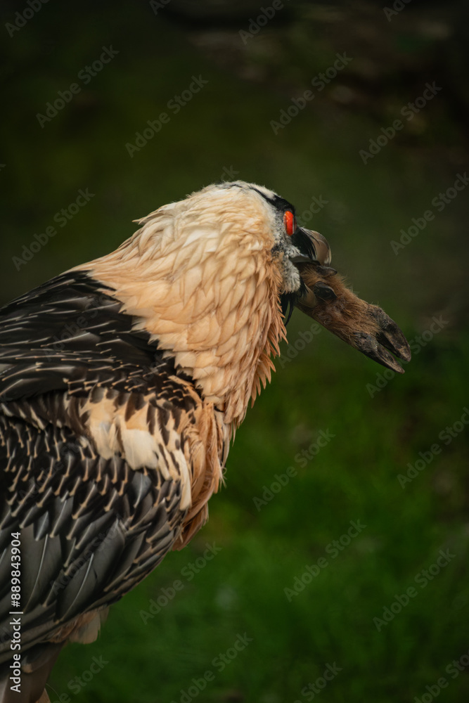 Obraz premium A bearded vulture holds a doe's hoof in its beak.
