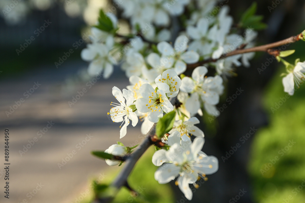 Beautiful blossoming tree branch outdoors, closeup Beautiful blossoming tree branch outdoors, closeup