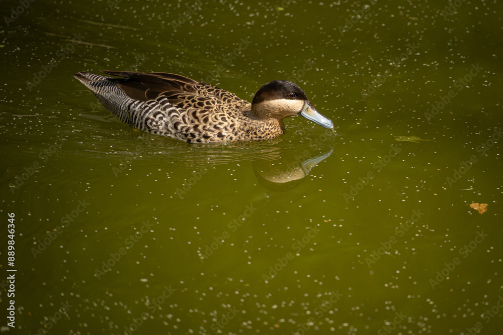 Fototapeta premium A beautiful duck floating on the surface.