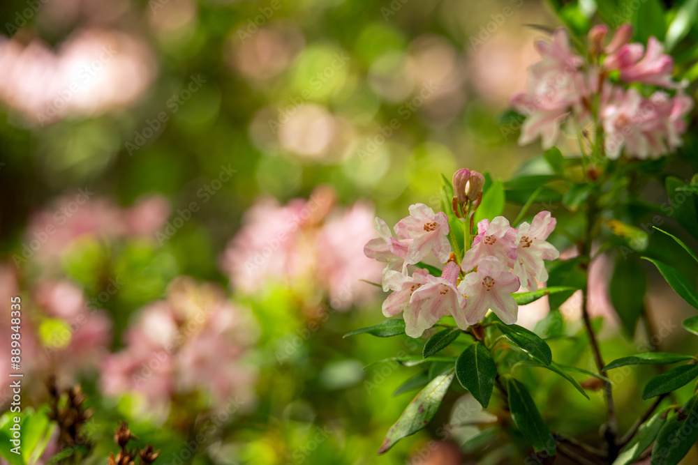 Fototapeta premium Pink bright rhododendron flowers on a tree.