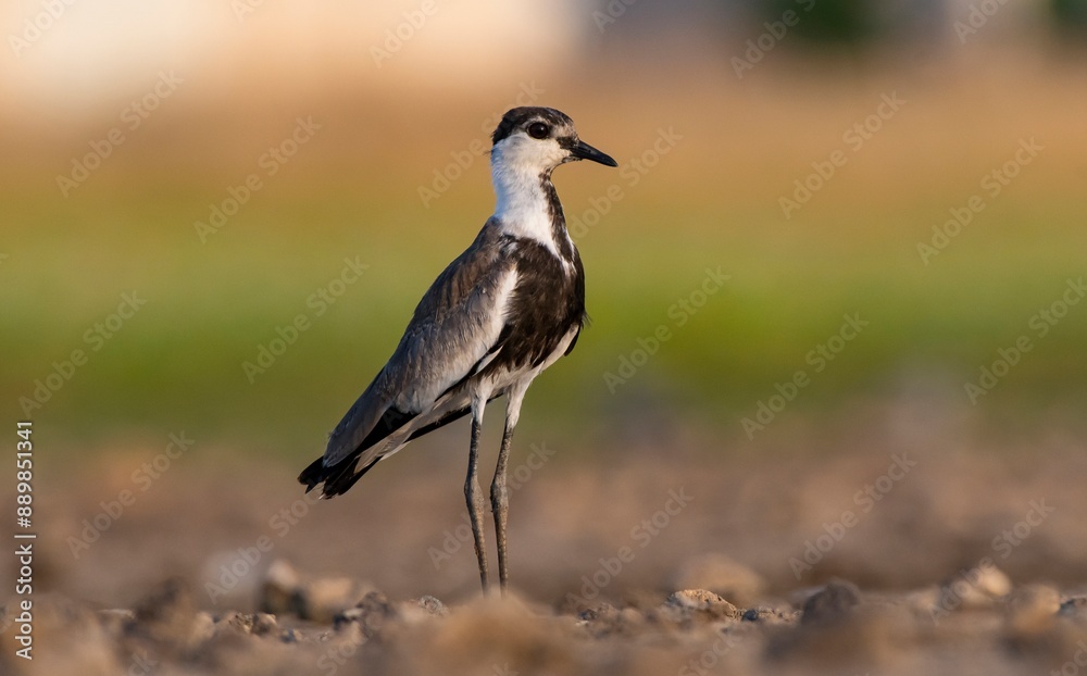 Spur-winged Lapwing (Vanellus spinosus) lives in wetlands in Asia, Europe and Africa. In Turkey it is seen on the banks of the Tigris River. Spur-winged Lapwing (Vanellus spinosus) lives in wetlands in Asia, Europe and Africa. In Turkey it is seen on the banks of the Tigris River.