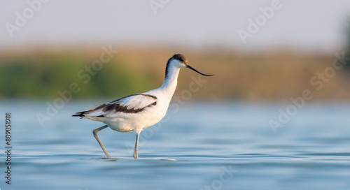 Pied Avocet (Recurvirostra avosetta) is a wetland bird found in suitable habitats in Asia, Europe, and Africa. It is common in the Tigris valley.