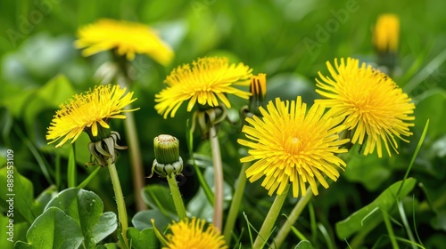 Dandelions in group close up backgrounds